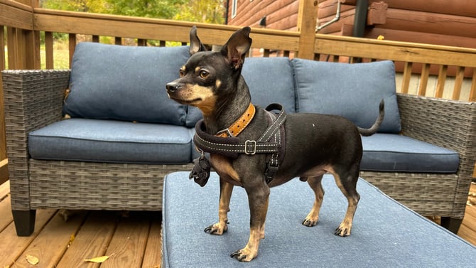 Paws, Popcorn & Wildlife: A Dog’s-Eye View of Deer Run Lodge