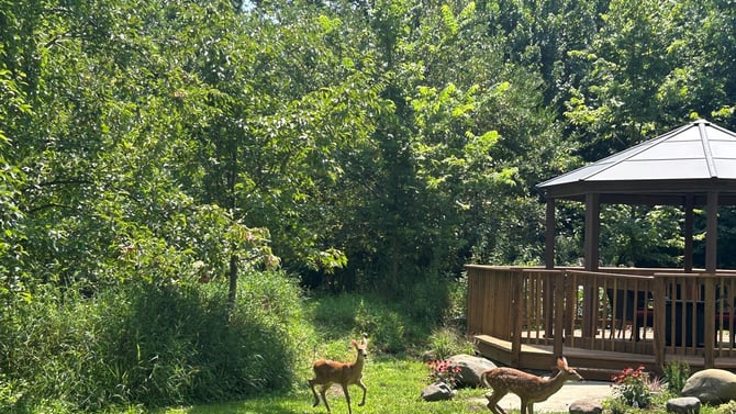 White-Tailed Deer: A Peaceful Presence in Northern Illinois