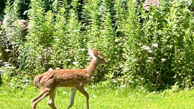 Wow: The Masterful Design Behind a Deer’s Vision